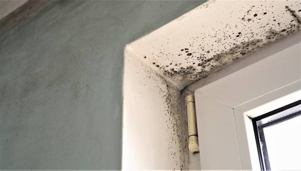 Best Indoor Air Quality Assessment  in Mount Pleasant, NC