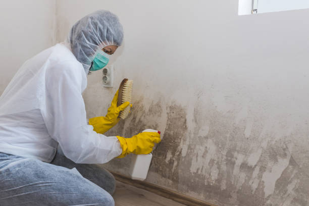 Best Basement Mold Removal  in Mount Pleasant, NC