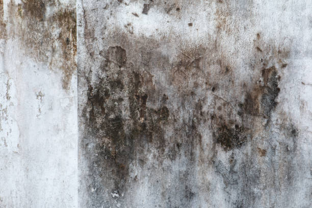 Best Crawl Space Mold Remediation  in Mount Pleasant, NC