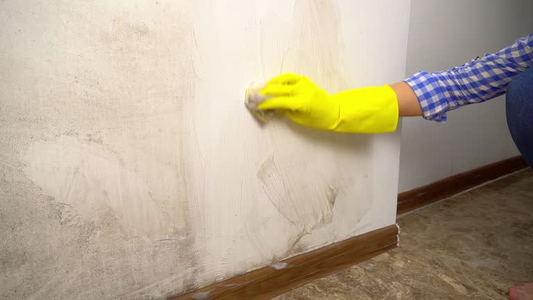 Best Attic Mold Removal  in Mount Pleasant, NC