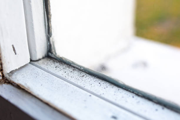 Best Mold-Related Health Consultation  in Mount Pleasant, NC