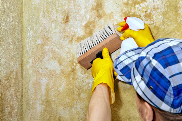 Best Environmental Consulting for Mold Prevention  in Mount Pleasant, NC