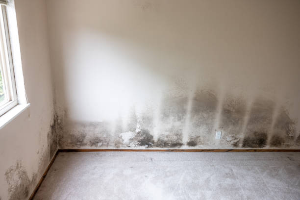 Best HVAC Mold Inspection and Cleaning  in Mount Pleasant, NC