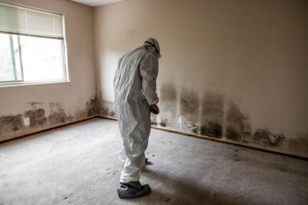Best Black Mold Removal  in Mount Pleasant, NC