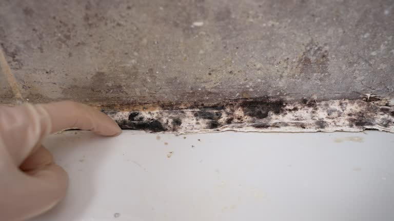 Professional Mold Removal in Mount Pleasant, NC