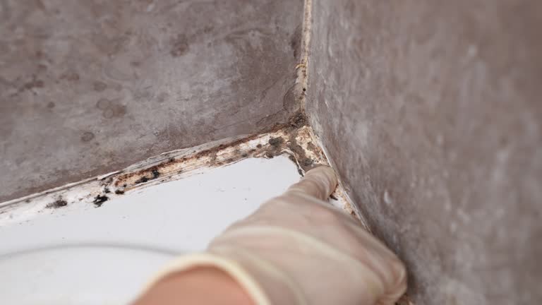 Best Forensic Mold Investigation  in Mount Pleasant, NC