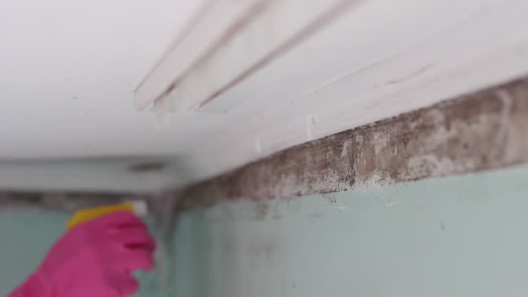 Best Post-Construction Mold Inspection  in Mount Pleasant, NC